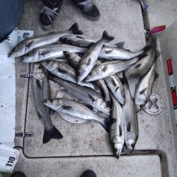 ズズキ・鯛・アコウ・ヒラメ